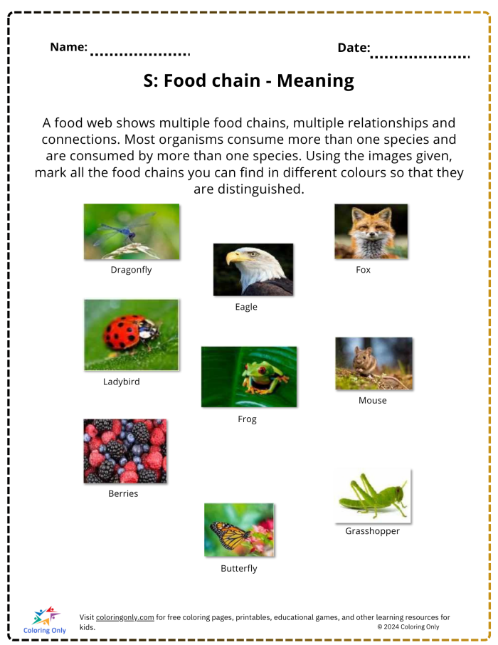 Interactive worksheet for fourth graders exploring the basics of food chains
