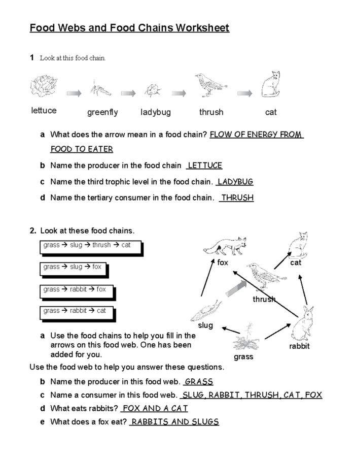 Introduction to Food Webs worksheet for fourth graders Illustration of a food web with various organisms for a fourth-grade worksheet