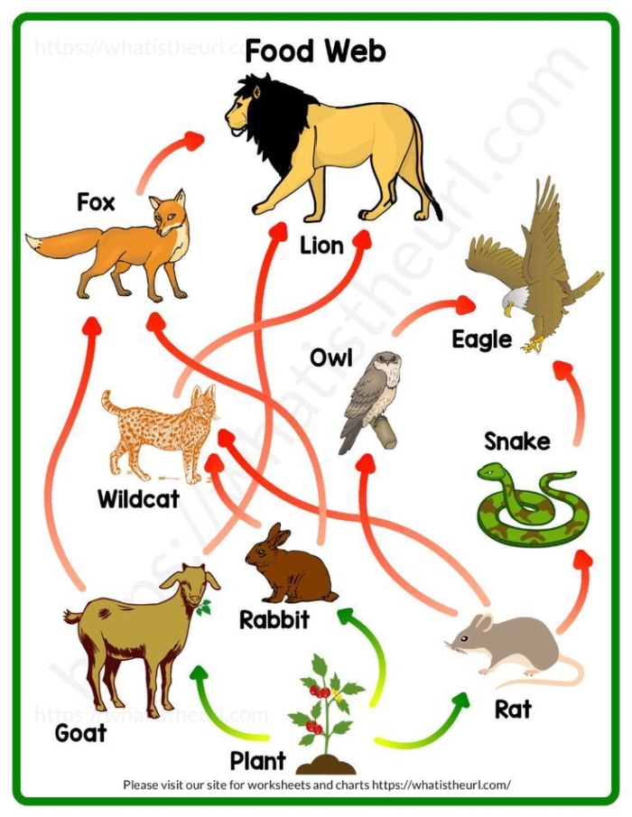 Introduction to Food Webs Worksheet for Fourth Grade Students Colorful worksheet on food webs designed for fourth graders