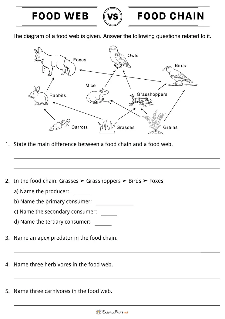 Introduction to Food Webs Worksheet for Grade 4 Students Colorful worksheet for fourth graders exploring the concept of food webs in life science