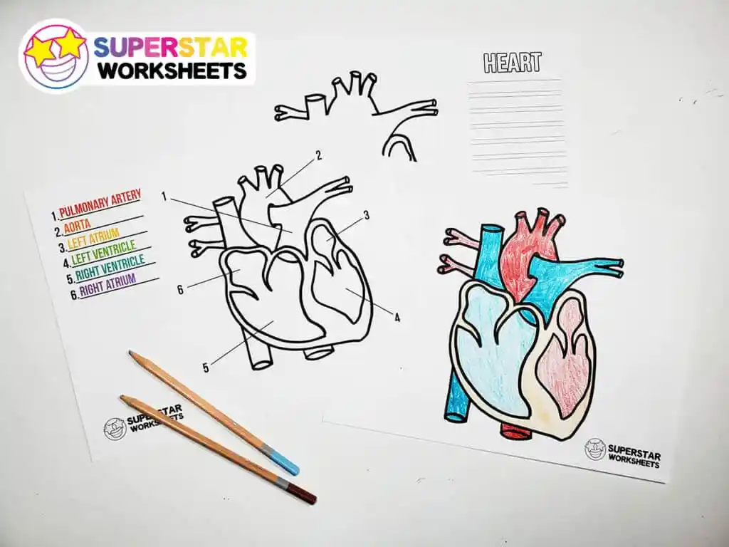 Engaging Your Heart worksheet for young learners in life science Detailed diagram of the heart for fourth graders to explore its anatomy and function