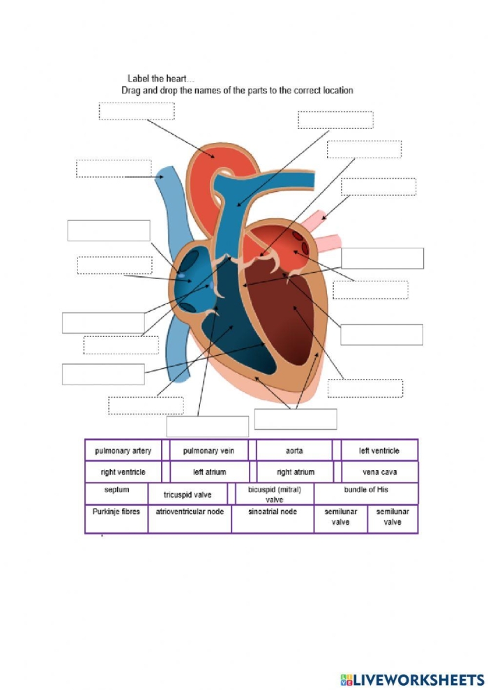 Educational resource titled "Your Heart Worksheet" for young biology enthusiasts. Diagram of a heart worksheet designed for fourth graders to explore heart anatomy.