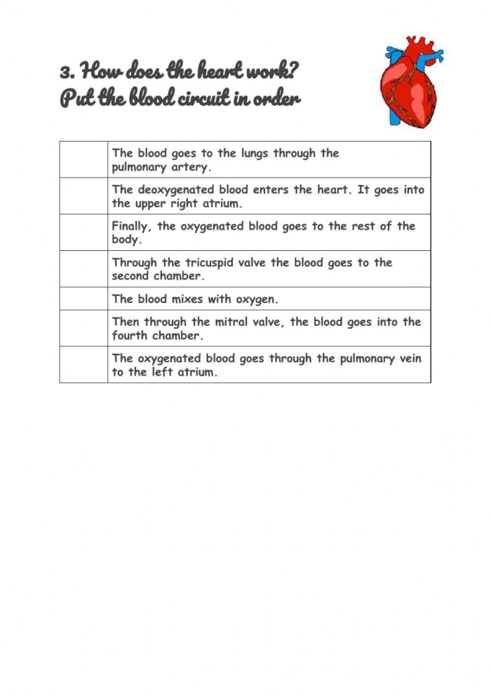Your Heart Worksheet: A Fun Introduction to Your Body's Vital Muscle Detailed diagram of the heart for fourth graders to understand its structure and function
