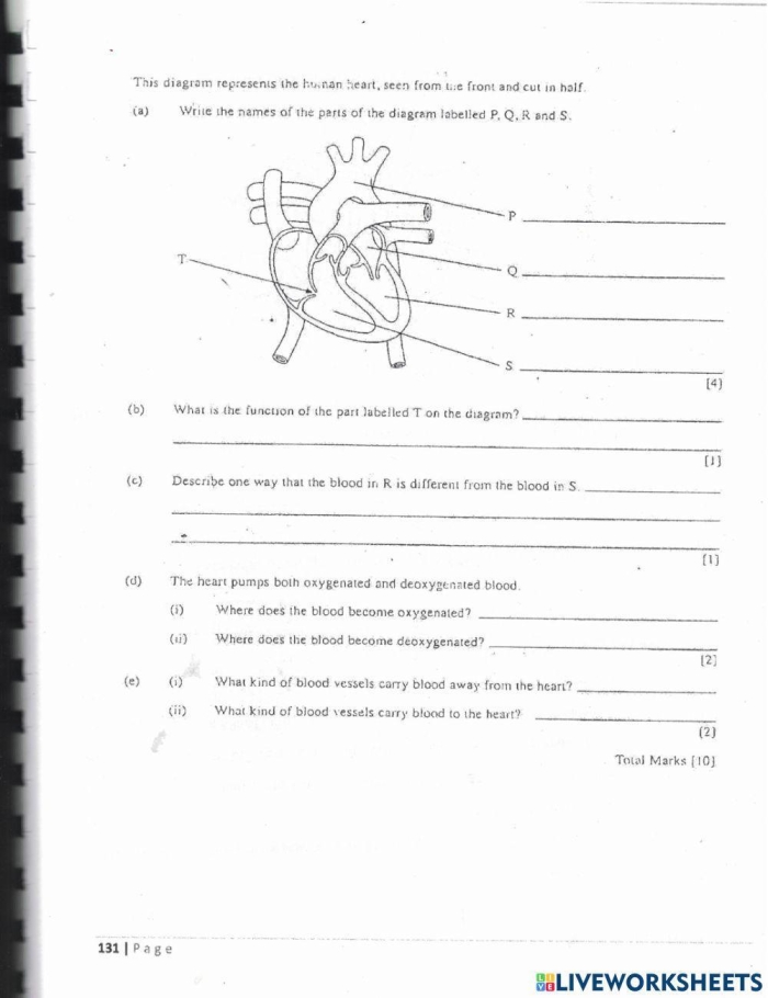 Life Science worksheet for Fourth Grade Diagram of the heart for fourth graders, highlighting its structure and function in a simple format. Educational worksheet titled "Your Heart" for young learners exploring life science concepts.