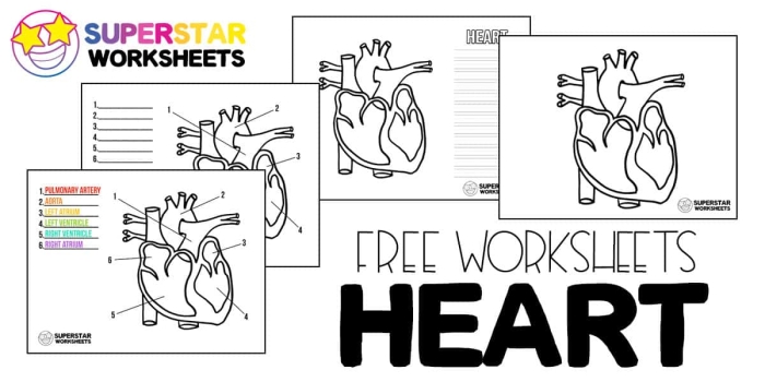 Life Science worksheet for Fourth Grade Diagram of the heart for a fourth-grade life science worksheet, highlighting its structure and function. Educational illustration for the "Your Heart" worksheet aimed at young learners.