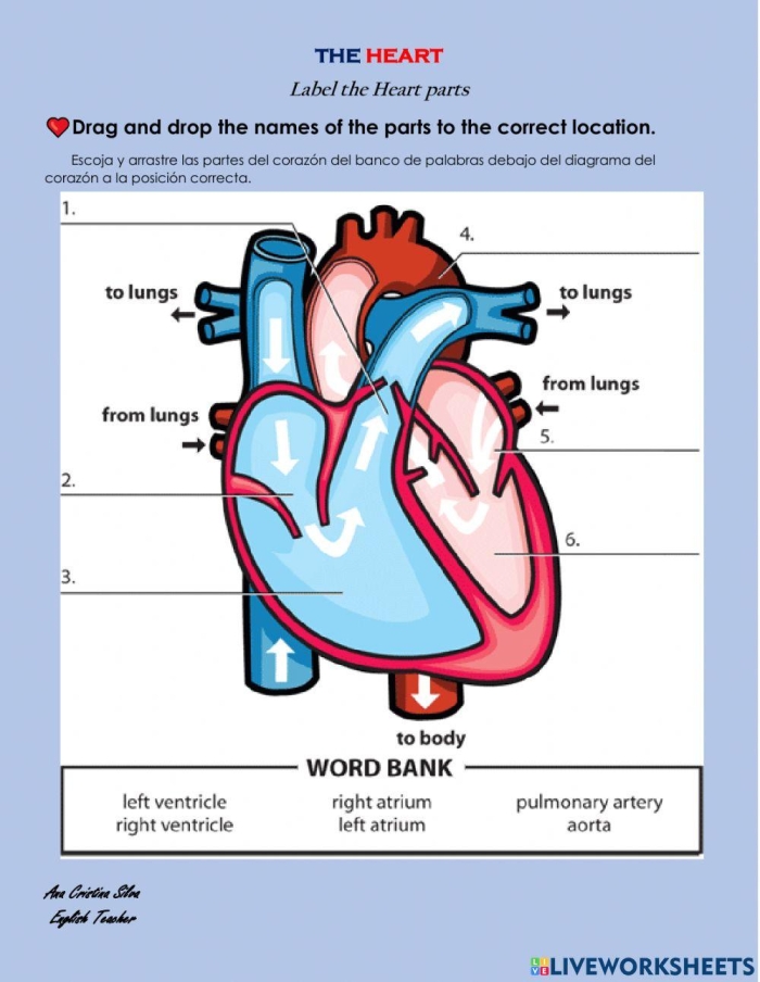 Diagram titled "Your Heart Worksheet for Fourth Graders Illustration of the heart with labels for educational purposes in a fourth-grade life science worksheet