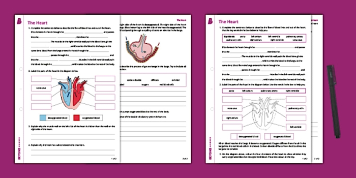 Educational worksheet titled "Your Heart" designed for young biologists in life science classes Detailed diagram of the human heart for fourth graders to explore its structure and function