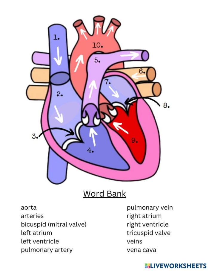 Educational worksheet titled "Your Heart" for young biologists to learn about the heart's importance Diagram of the heart for fourth graders to explore its structure and function