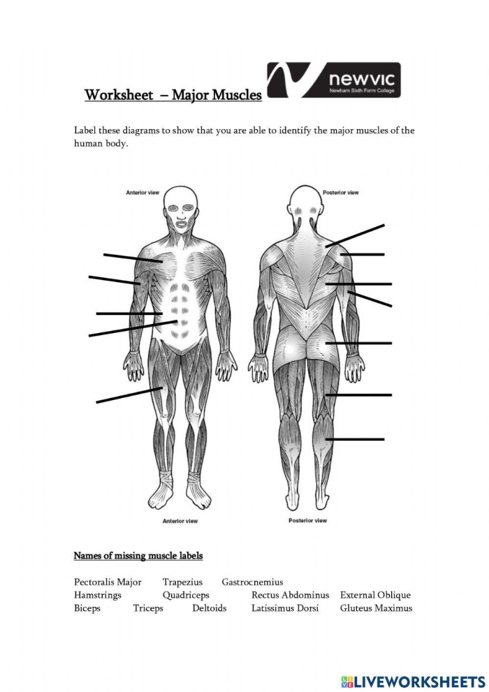 Illustration of the human muscle system for a fourth-grade worksheet on muscle function