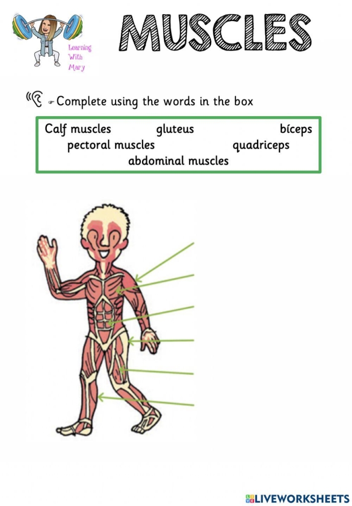 Illustration of the human muscle system for a fourth-grade worksheet on muscle function