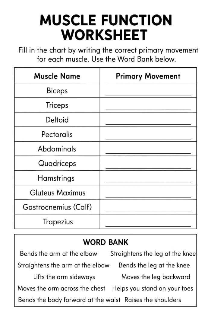 Fourth grade students practicing handwriting by labeling the parts of the human muscular system