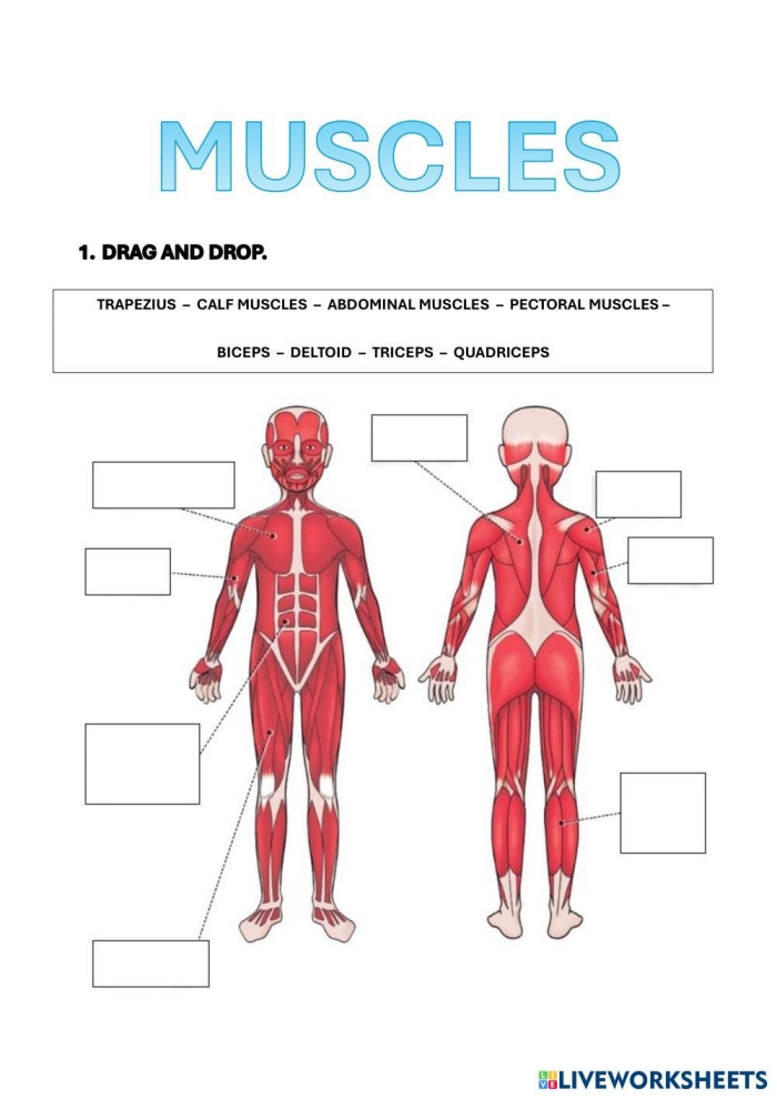 Fourth grade students practicing handwriting while learning about the human muscle system on worksheet number ten