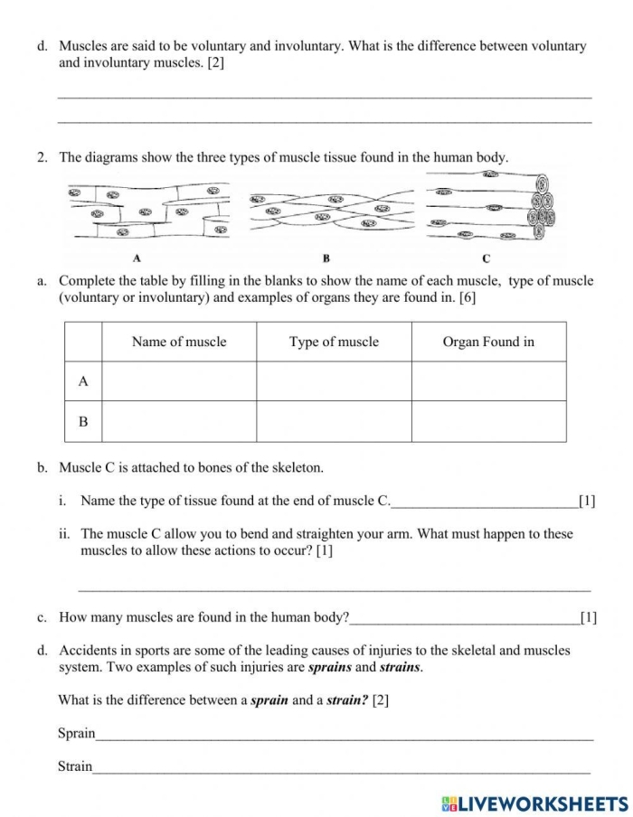 Fourth grade worksheet about the human muscular system with handwriting practice exercises