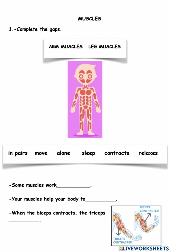 Fourth grade students learning about human body systems on a How Muscles Work worksheet