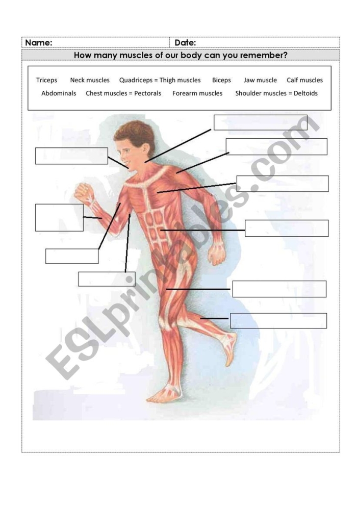 Fourth grade student completing a handwriting worksheet about the human muscular system