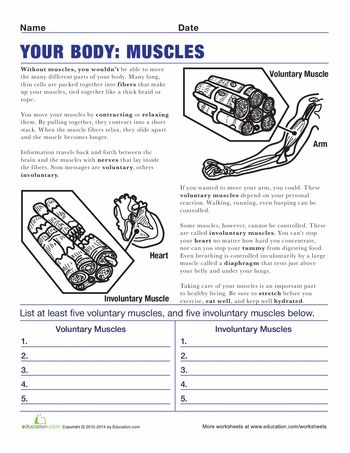 Fourth grade students practicing their handwriting with a worksheet about the human muscular system