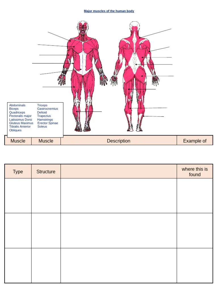 Fourth grade worksheet showing a diagram of the human muscular system for handwriting practice