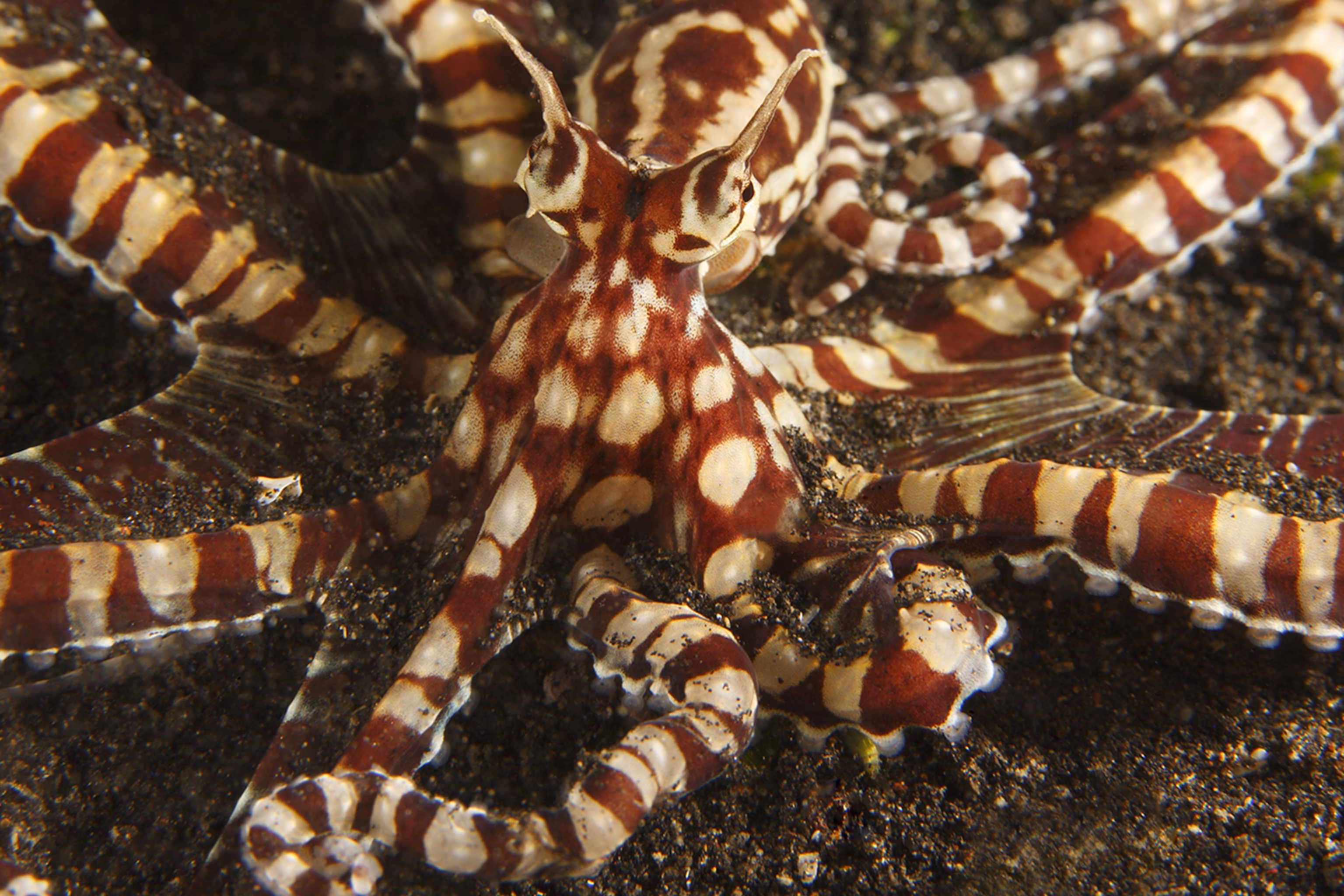 Worksheet for writing nonfiction summaries about the Mimic Octopus for fourth graders