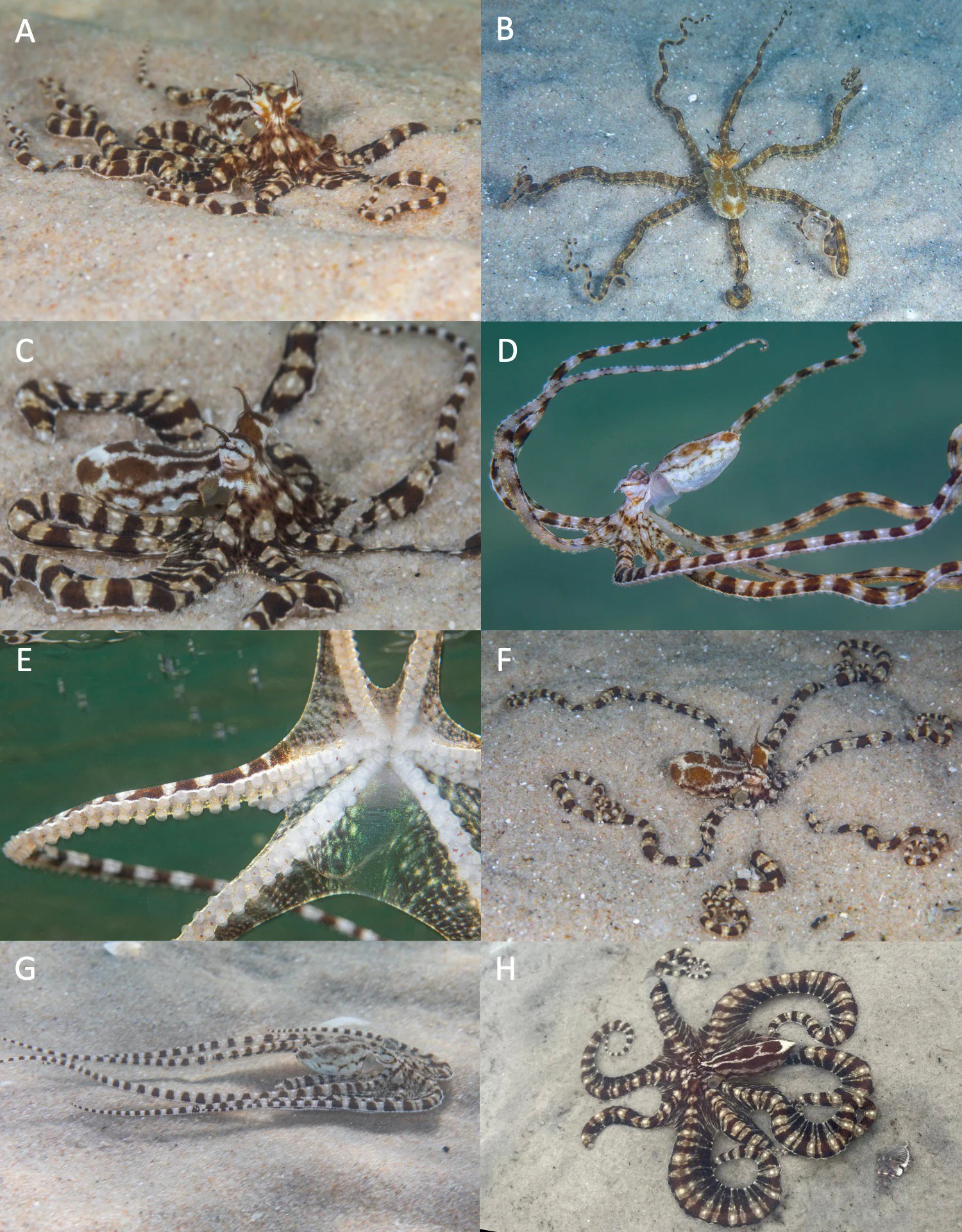Worksheet for writing nonfiction summaries about the Mimic Octopus