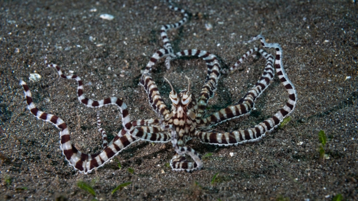 Worksheet for writing nonfiction summaries about the Mimic Octopus for fourth graders