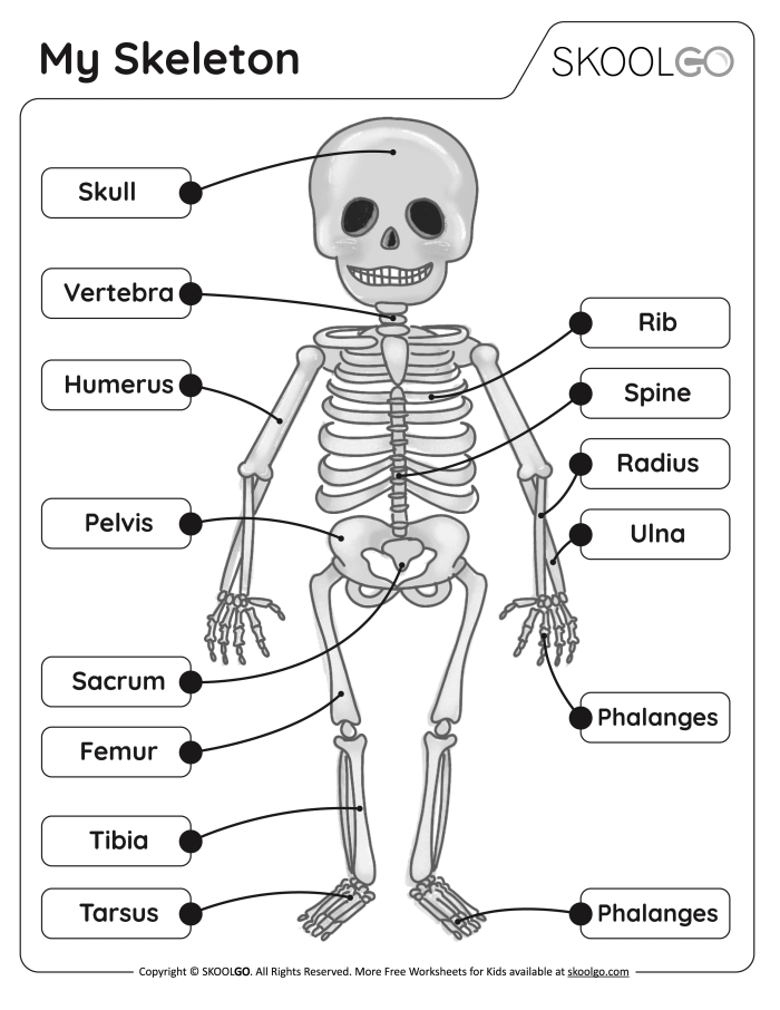 Fourth grade student assembling a paper skeleton activity for a life science lesson