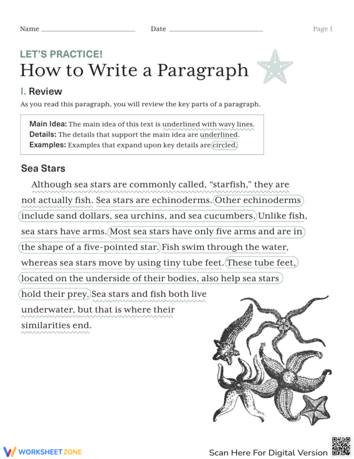 Let's Practice! How to Write a Paragraph worksheet for effective writing skills Worksheet for fourth graders on writing a paragraph with planning steps