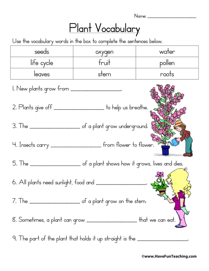 Plant Vocabulary Worksheet for Fourth Grade Students Number 14 Fourth grade plant vocabulary worksheet with diagram of botanical terms