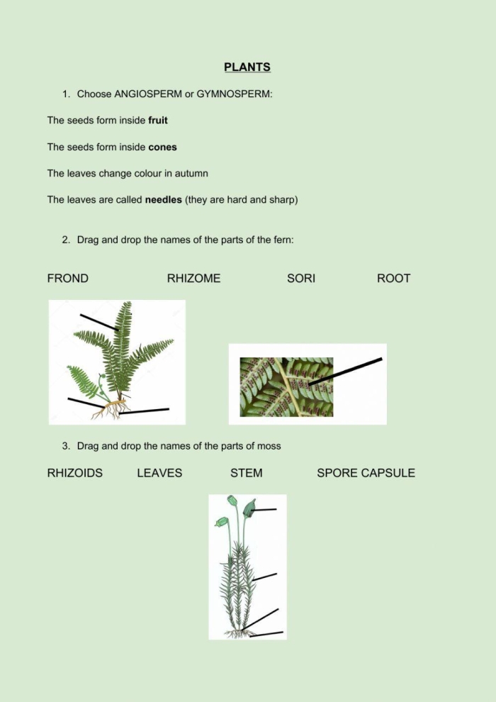 Fourth grade students complete a biology plant quiz worksheet to test their botanical knowledge