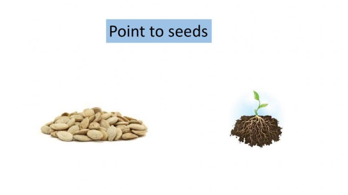 Fourth grade students completing a fun plant quiz worksheet about botany