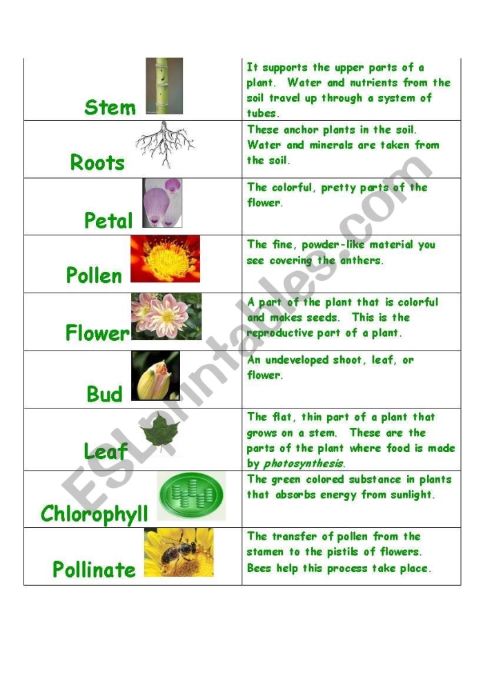 Plant Parts and Vocabulary Review for Young Biologists Fourth grade student learning plant vocabulary and parts with labeled diagram