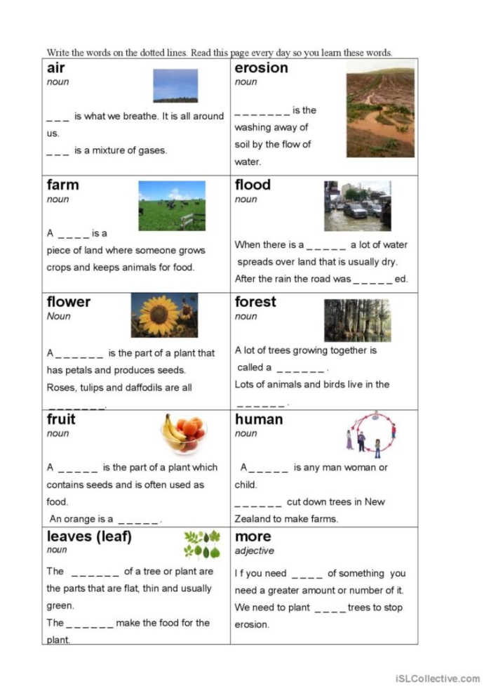 Plant Parts Vocabulary Worksheet for Grade 4 Students 17 Fourth grade plant vocabulary worksheet featuring labeled diagrams of various botanical parts