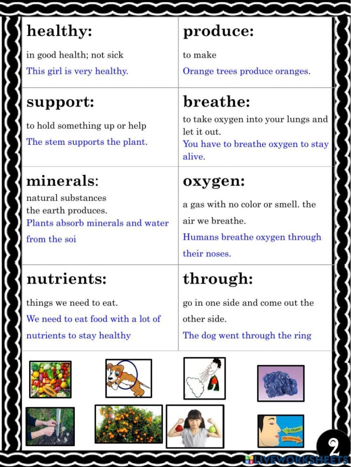 Plant Vocabulary Worksheet Number 24 for Fourth Grade Science Review Fourth grade student examining a labeled plant parts diagram for a vocabulary worksheet