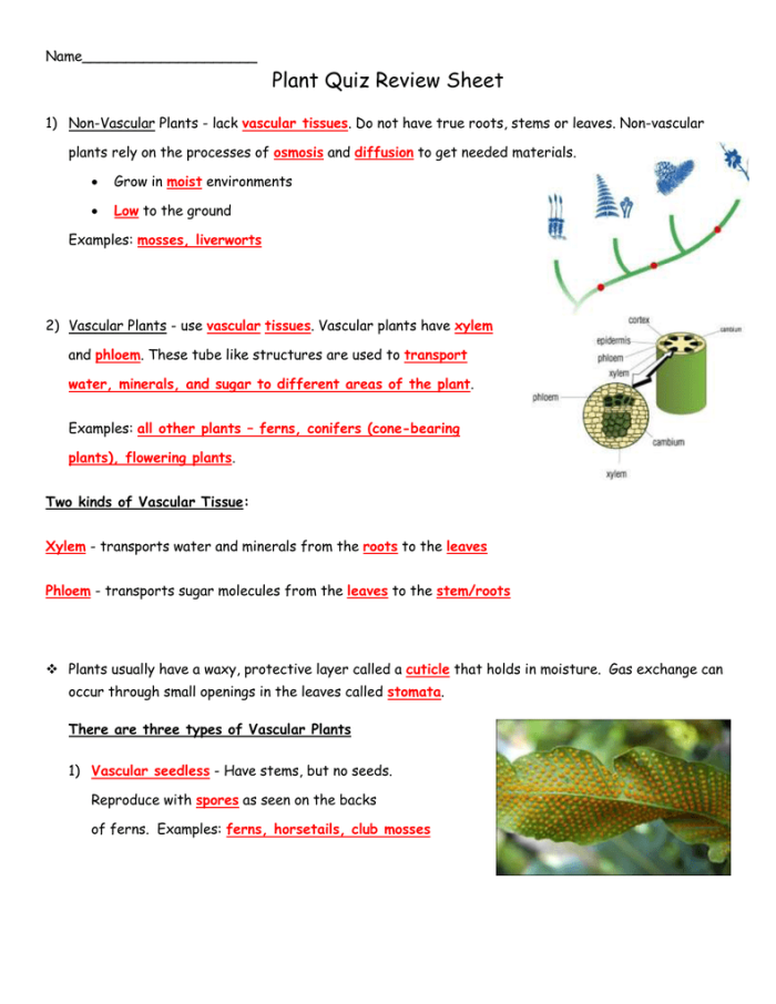 Fourth grade students completing a plant biology quiz worksheet with multiple choice and fill-in-the-blank questions about plant structures and growth