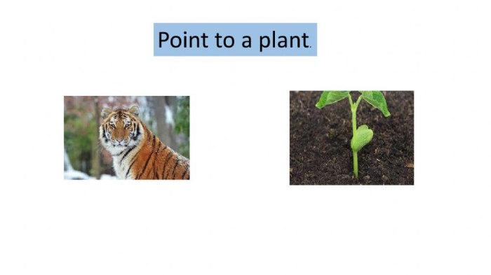 Fourth grade student completing a plant quiz worksheet about botanical facts