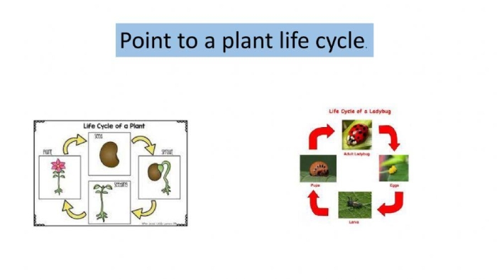 Fourth grade students completing a plant knowledge quiz worksheet with multiple choice questions about botany