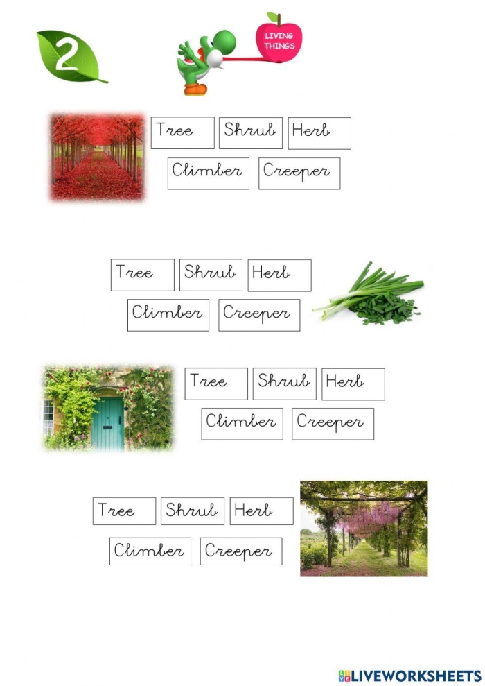 Fourth grade student completing a plant quiz worksheet about botanical life