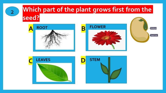 Fourth grade students answering plant quiz questions on a worksheet to test their botanical knowledge