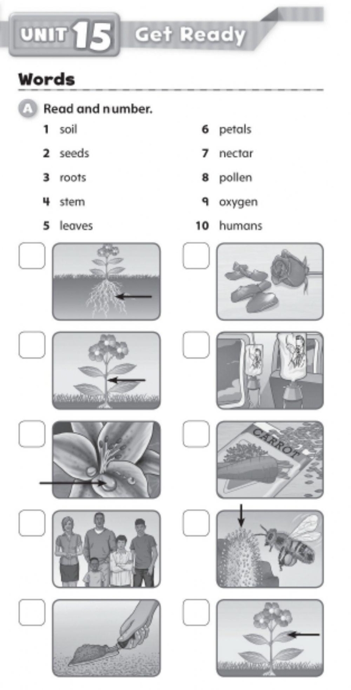 Plant Parts Vocabulary Review for Elementary Science Learning Fourth grade students learning plant vocabulary with labeled diagrams of roots, stems, leaves, and flowers