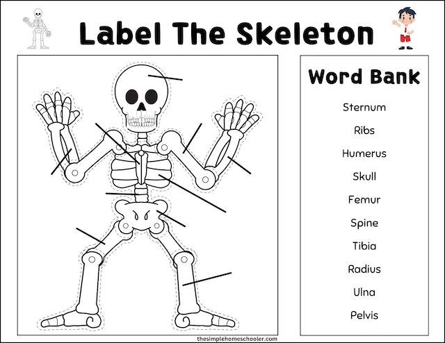 Fourth grade science worksheet featuring a cutout human skeleton activity for learning anatomy