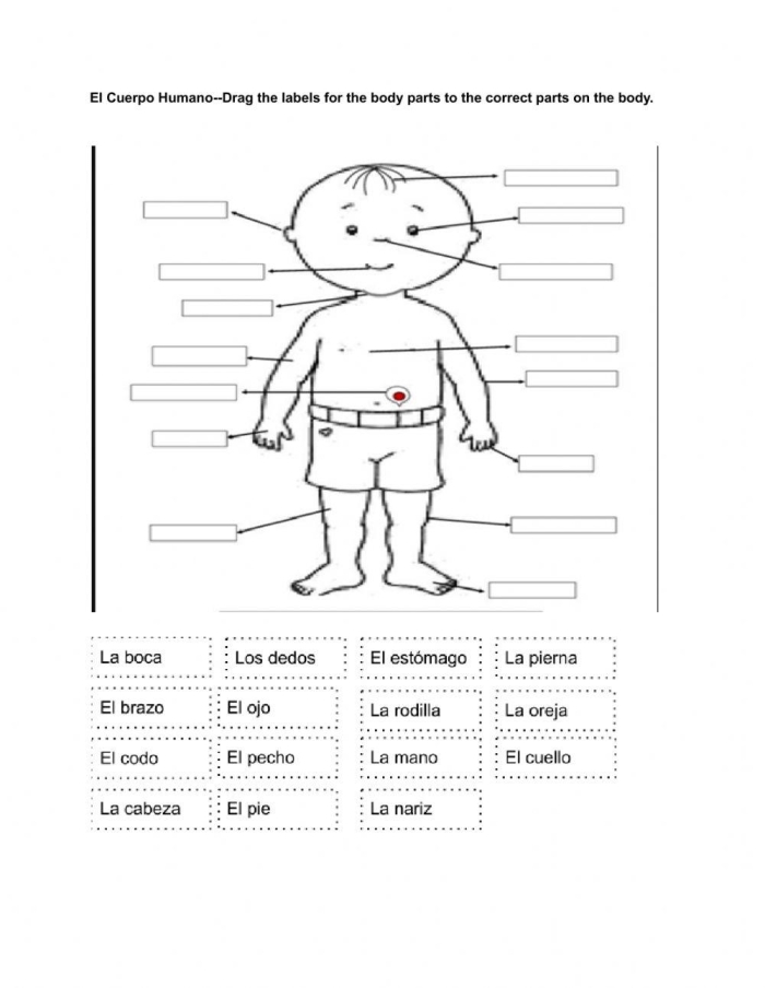 Parts of the Body Vocabulary Practice Worksheet Number Eight Fourth grade Spanish worksheet for learning and spelling human body parts