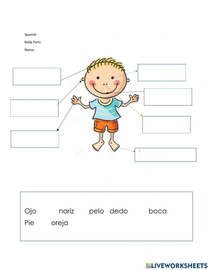 Educational resource for fourth graders to learn Spanish vocabulary related to anatomy Worksheet for identifying body parts in Spanish with fill-in-the-blank exercises