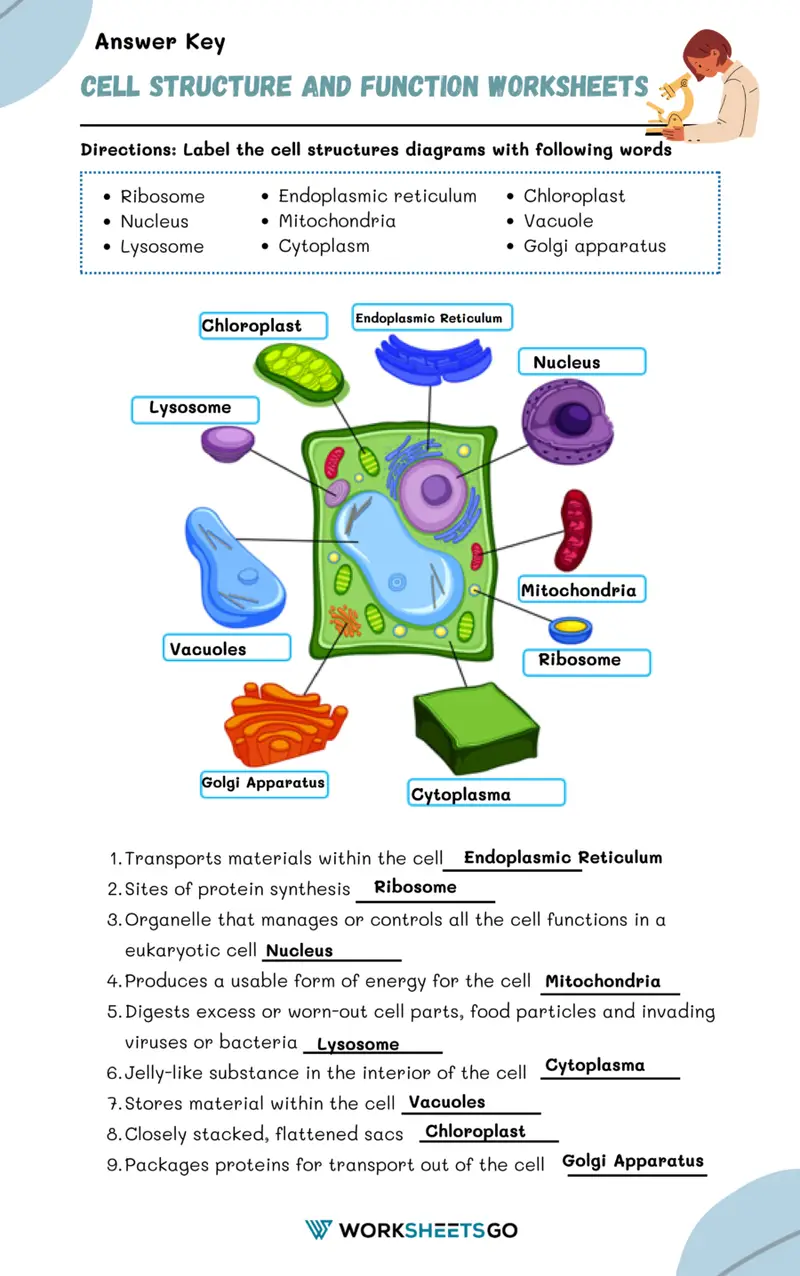 A fourth grade student completing a science worksheet about cell structure and functions with colorful diagrams