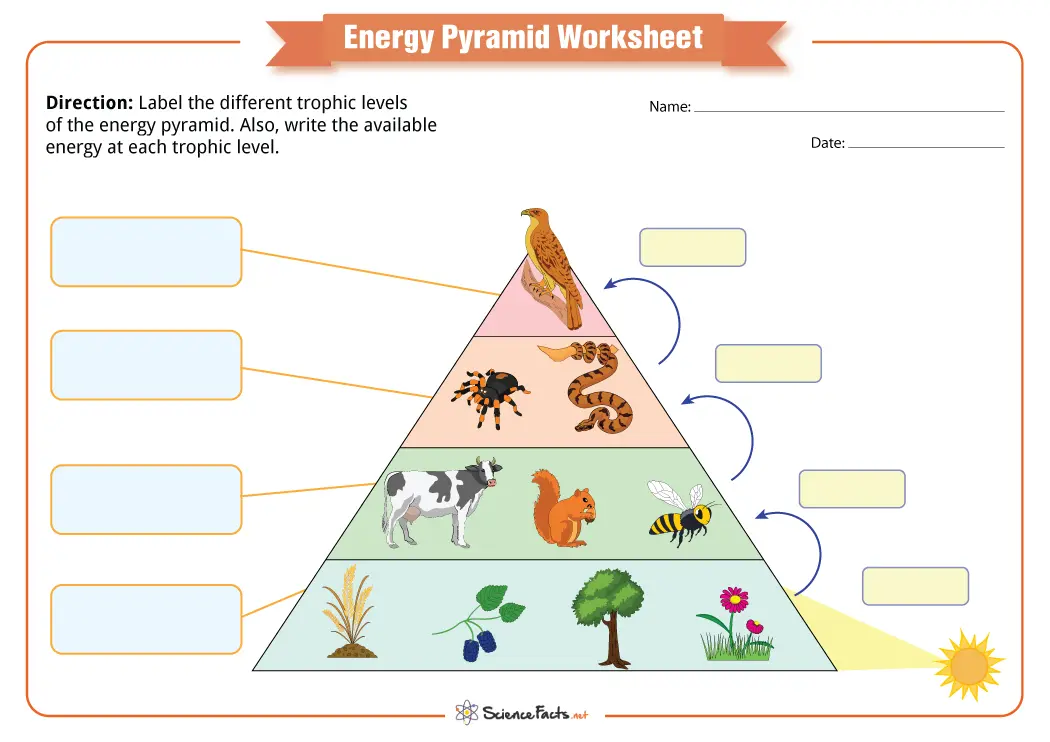 Fourth grade students labeling producers and consumers on a food chain pyramid worksheet