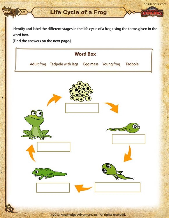 Cute cut and paste worksheet for teaching second graders about the life cycle of a frog