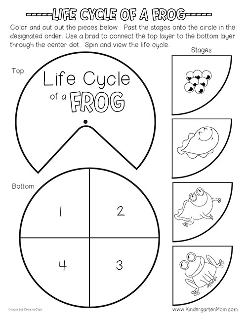 Second grade student completing a frog life cycle cut and paste activity worksheet