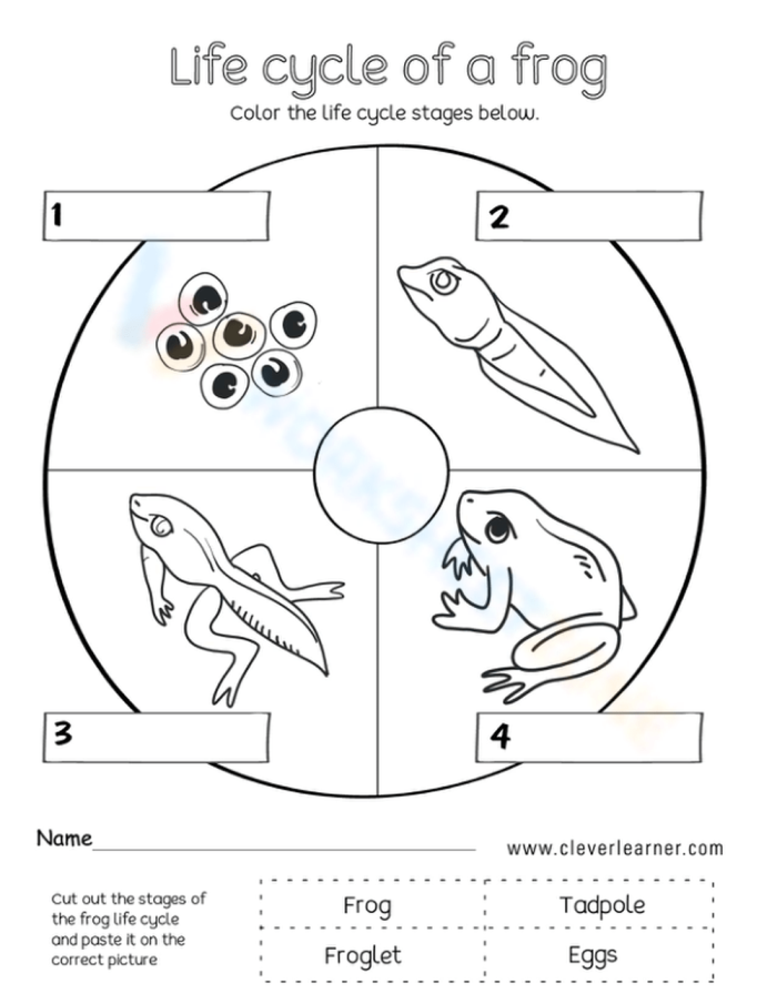 Worksheet illustrating the life cycle of a frog for second graders to cut and paste. Engaging life science activity to reinforce frog life cycle concepts.