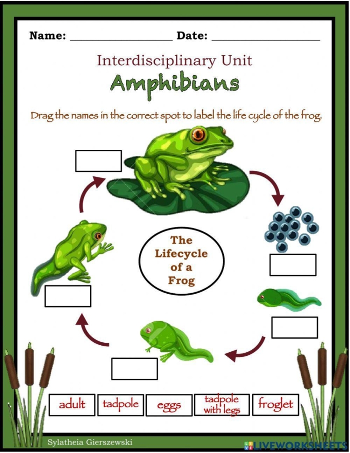 Second grade frog life cycle cut and paste activity worksheet for counting and biology practice
