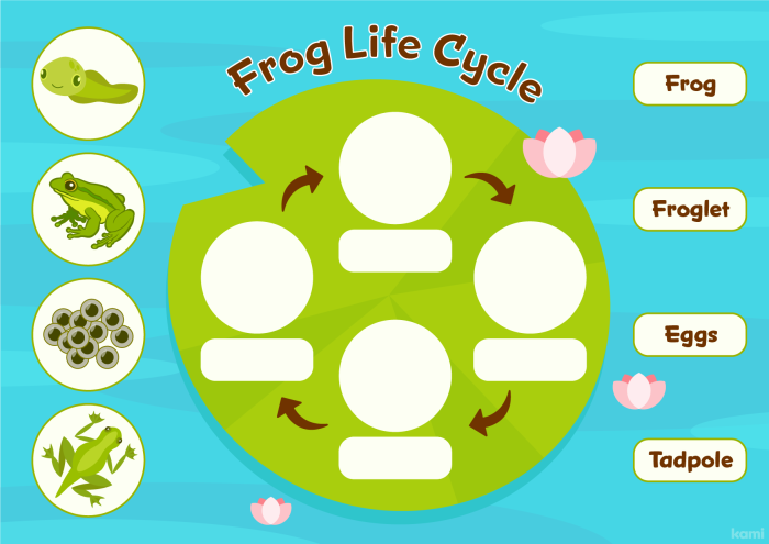 Second grade student completing a cut and paste activity about the stages of a frog life cycle