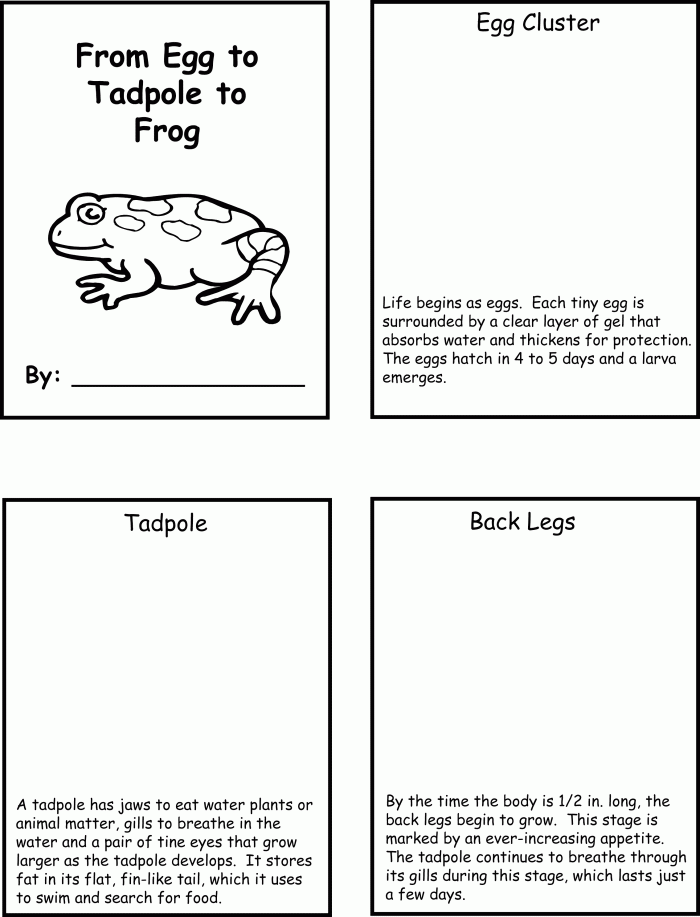 Second grade student completing a cut and paste frog life cycle worksheet with counting exercises