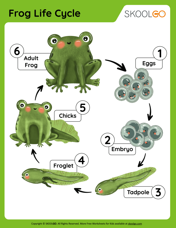 Frog life cycle worksheet for third graders focusing on point of view practice